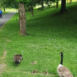 Thompson Park - Burnley