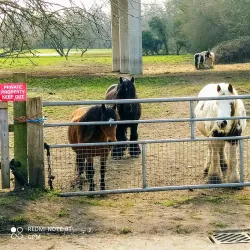 Byfleet Heritage Trail - Byfleet