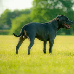 Byfleet Recreation Ground - Byfleet