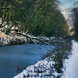The Basingstoke Canal - Byfleet