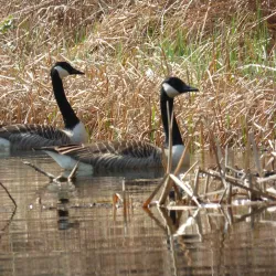 The Basingstoke Canal - Byfleet