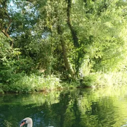 The Basingstoke Canal - Byfleet