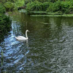 The Wey Navigation Walk - Byfleet