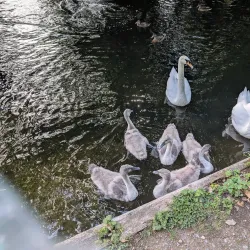 Frimley Lodge Park - Camberley