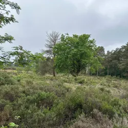 Lightwater Country Park - Camberley