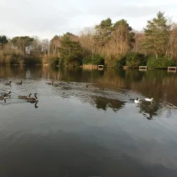 Lightwater Country Park - Camberley