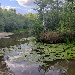 Lightwater Country Park - Camberley