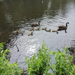 Lightwater Country Park - Camberley