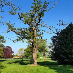 Watchetts Recreation Ground - Camberley