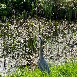 The Backs - Cambridge