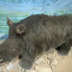 National Museum Cardiff - Cardiff