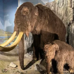 National Museum Cardiff - Cardiff