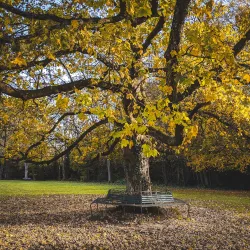 Chesham Bois Common - Chesham