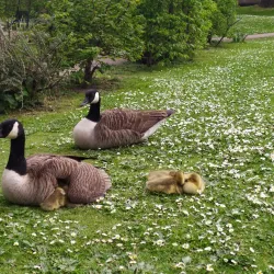 Chesham Town Centre - Chesham