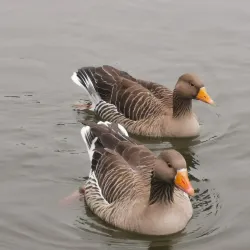 Holmebrook Valley Park - Chesterfield