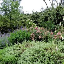 Beth Chatto Gardens - Colchester