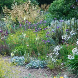 Beth Chatto Gardens - Colchester