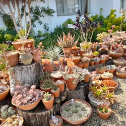 Beth Chatto Gardens - Colchester