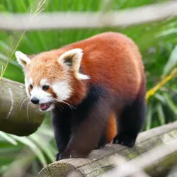 Colchester Zoo - Colchester