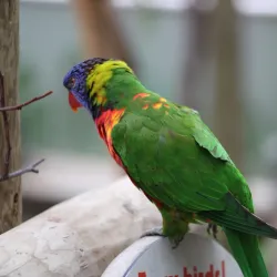 Colchester Zoo - Colchester