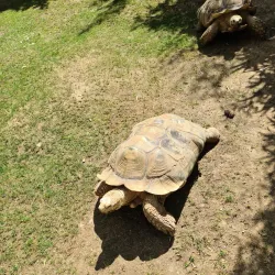 Colchester Zoo - Colchester