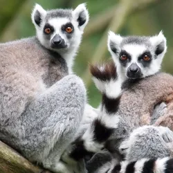 Colchester Zoo - Colchester