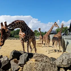 Colchester Zoo - Colchester