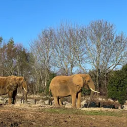 Colchester Zoo - Colchester
