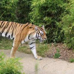 Colchester Zoo - Colchester