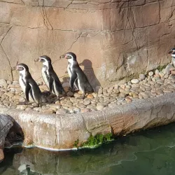Colchester Zoo - Colchester