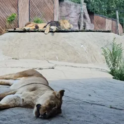 Colchester Zoo - Colchester