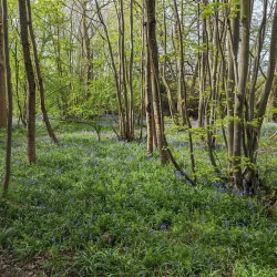 High Woods Country Park - Colchester