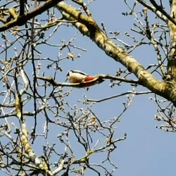 High Woods Country Park - Colchester