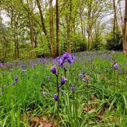 High Woods Country Park - Colchester