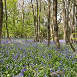 High Woods Country Park - Colchester