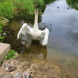 Coombe Abbey Country Park - Coventry