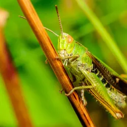 Craigavon Lakes - Craigavon