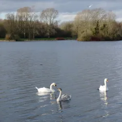 Craigavon Lakes - Craigavon