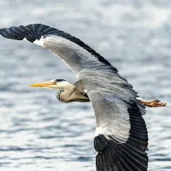 Craigavon Lakes - Craigavon