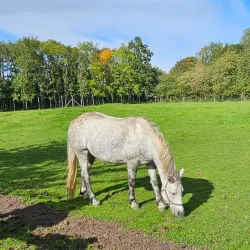 Tannaghmore Animal Farm - Craigavon