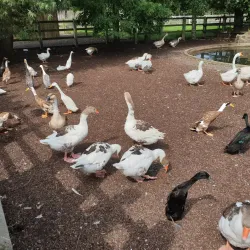 Tannaghmore Animal Farm - Craigavon