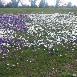 Southgate Park - Crawley