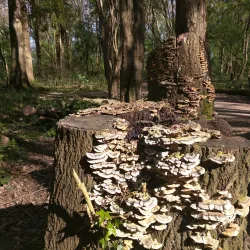 Southgate Park - Crawley