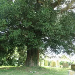 St. Michael's Church, Seaborough - Crewkerne