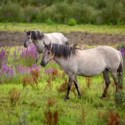 Garnock Floods Local Nature Reserve - Dalry