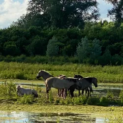 Garnock Floods Local Nature Reserve - Dalry