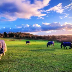 Darenth Country Park - Dartford