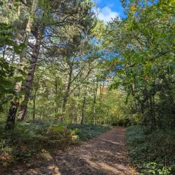 Joydens Wood Local Nature Reserve - Dartford