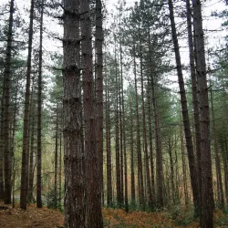 Joydens Wood Local Nature Reserve - Dartford
