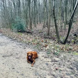Joydens Wood Local Nature Reserve - Dartford